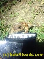 /home//u458753944/public_html/sourcegallery//////Roxborough Toad Detour/2024/2024-04-01/P4011346.JPG